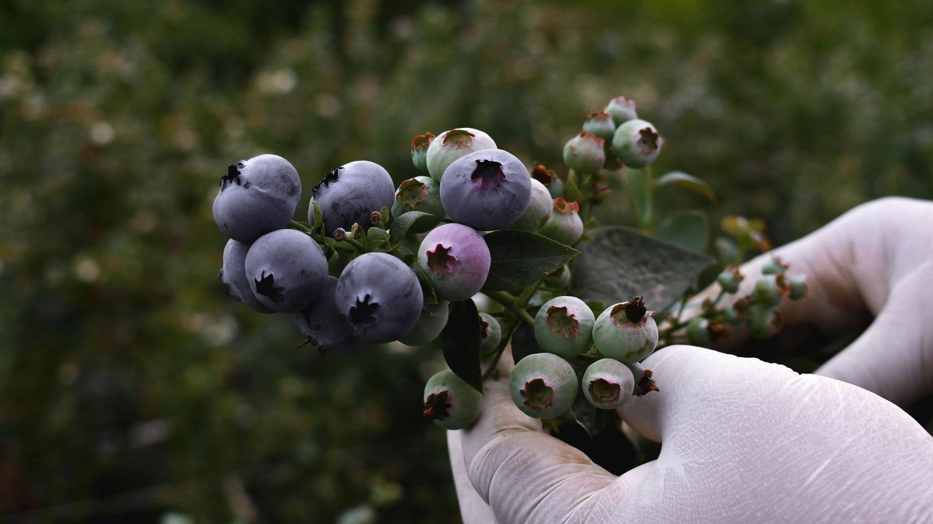 Ripe dark berries rich in purple-red pigment resting in a ceramic dish