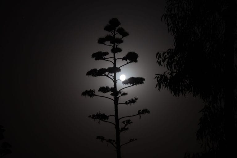 Moon Salutation (Chandra Namaskar): A Calming 14-Step Yoga Flow