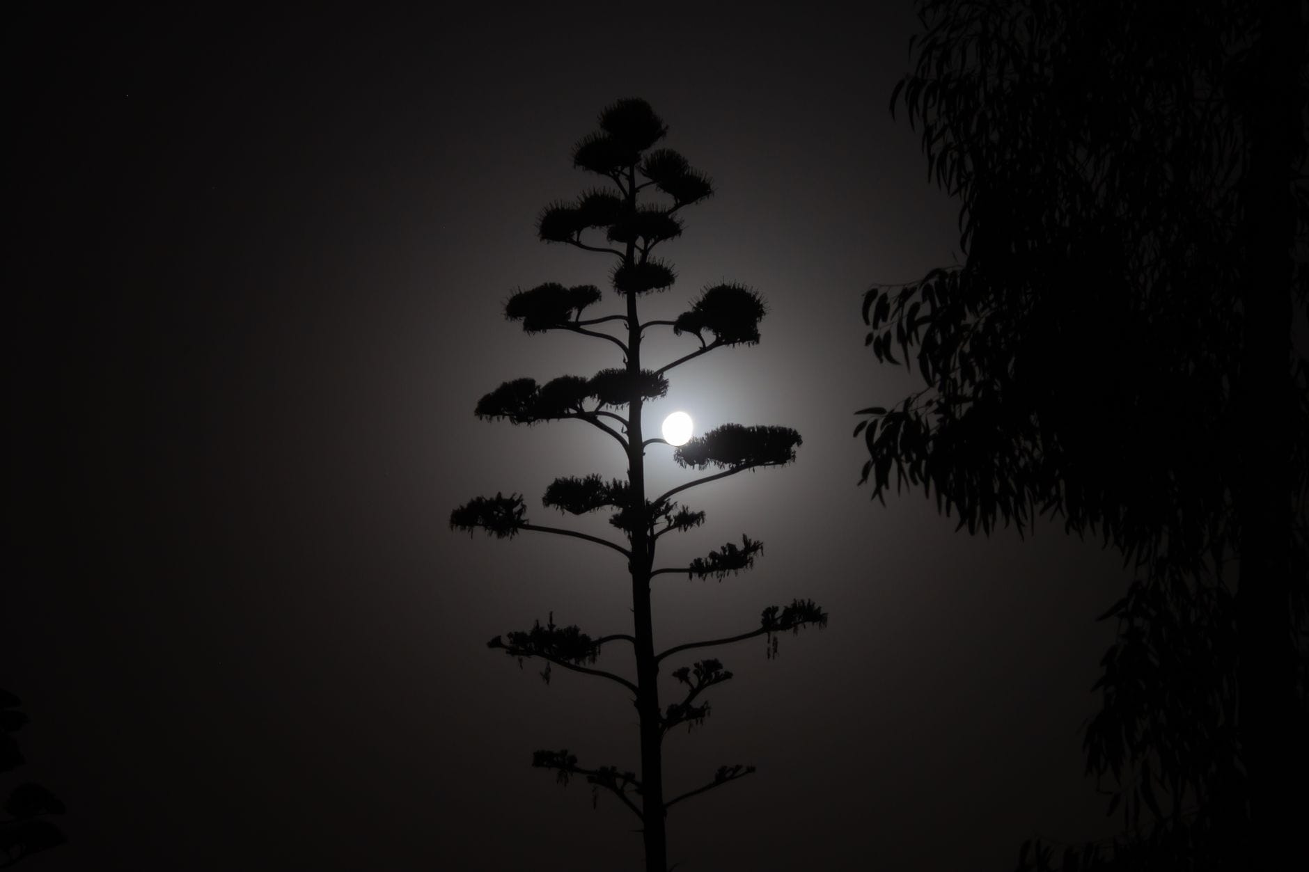Moon Salutation (Chandra Namaskar): A Calming 14-Step Yoga Flow