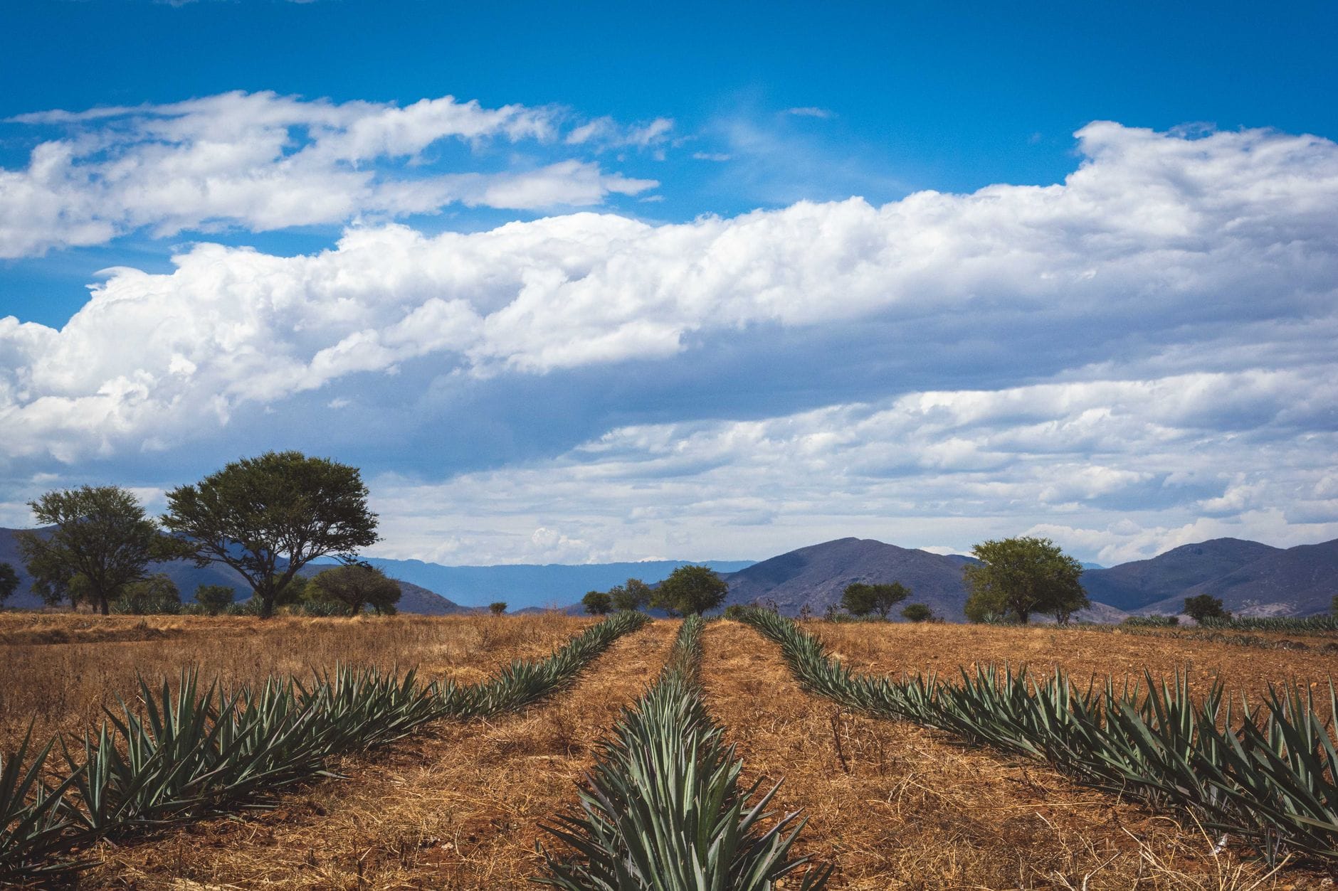 Rows of spiky blue-green agave plants growing under a bright open sky