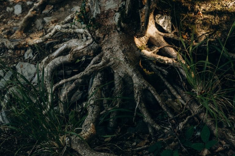 Licorice Root: The Sweet Herb Your Gut, Brain, and Skin May Thank You For