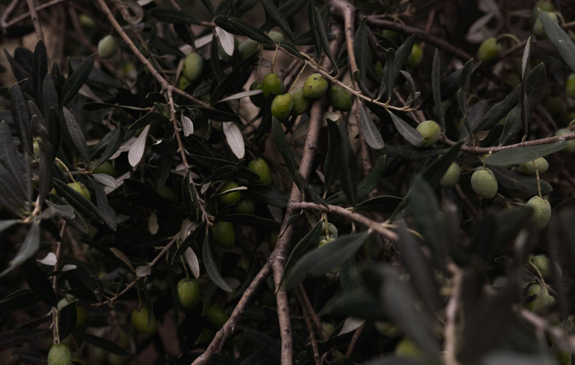 fresh olives branch