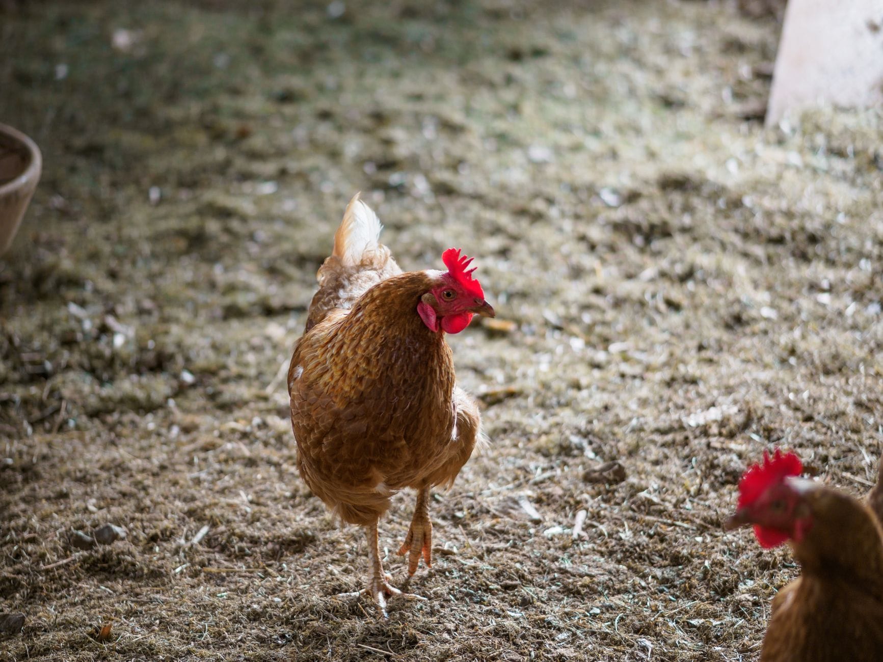 A reddish-brown hen standing on straw inside a wooden coop