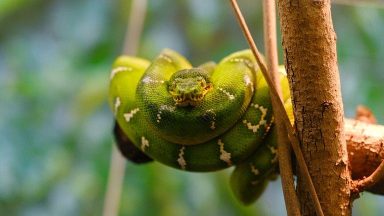 How the Snake Diet Works and Why Most Experts Won't Recommend It