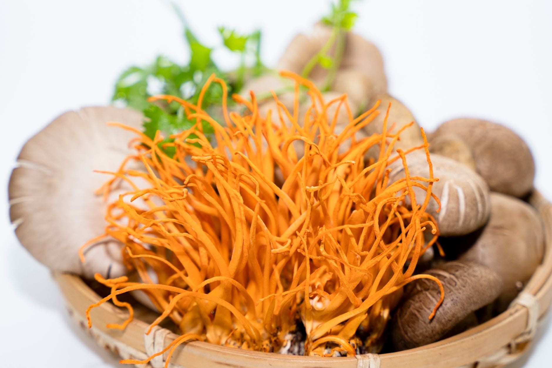 Cordyceps Benefits: How This Ancient Fungus Supports Energy, Immunity, and More