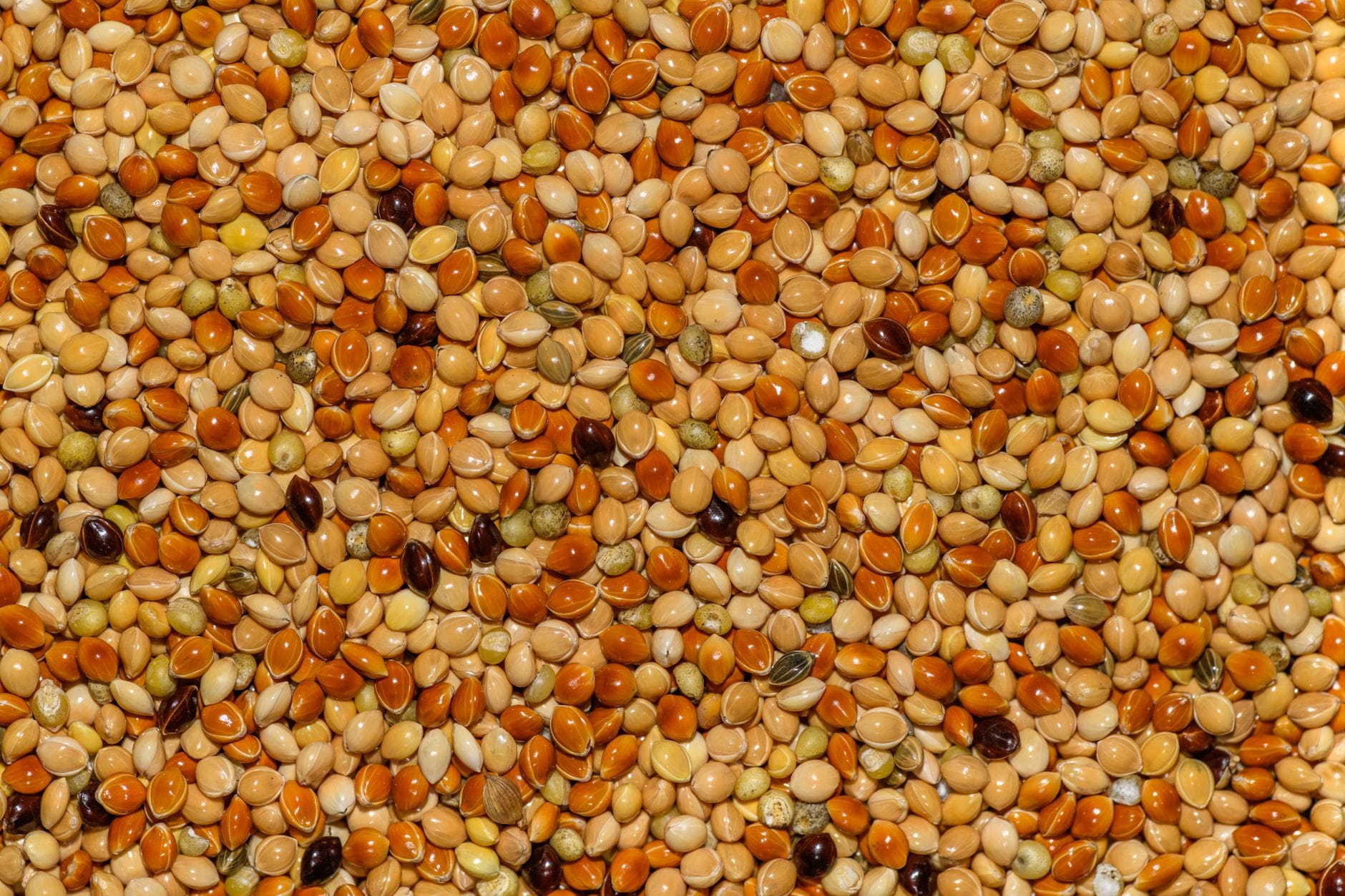 Sorghum Benefits: How This Ancient Gluten-Free Grain Supports Your Health