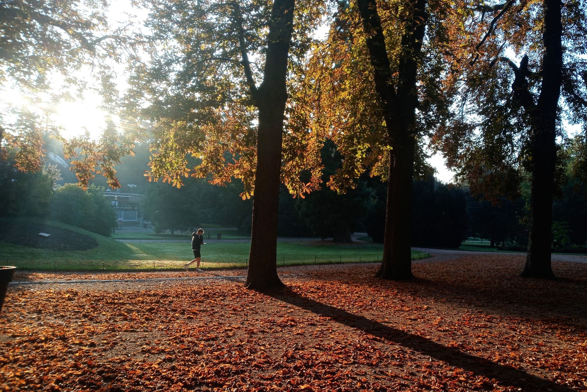 Woman in athletic clothes walking briskly along a tree-lined park path