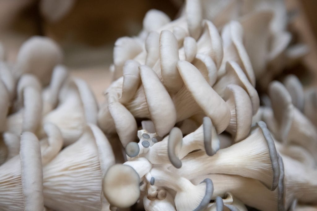 Oyster Mushroom Benefits: 6 Science-Backed Reasons to Eat Them
