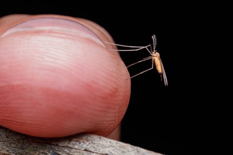 8 Home Remedies That Take the Sting Out of Bug Bites (Most Are Already in Your Kitchen)