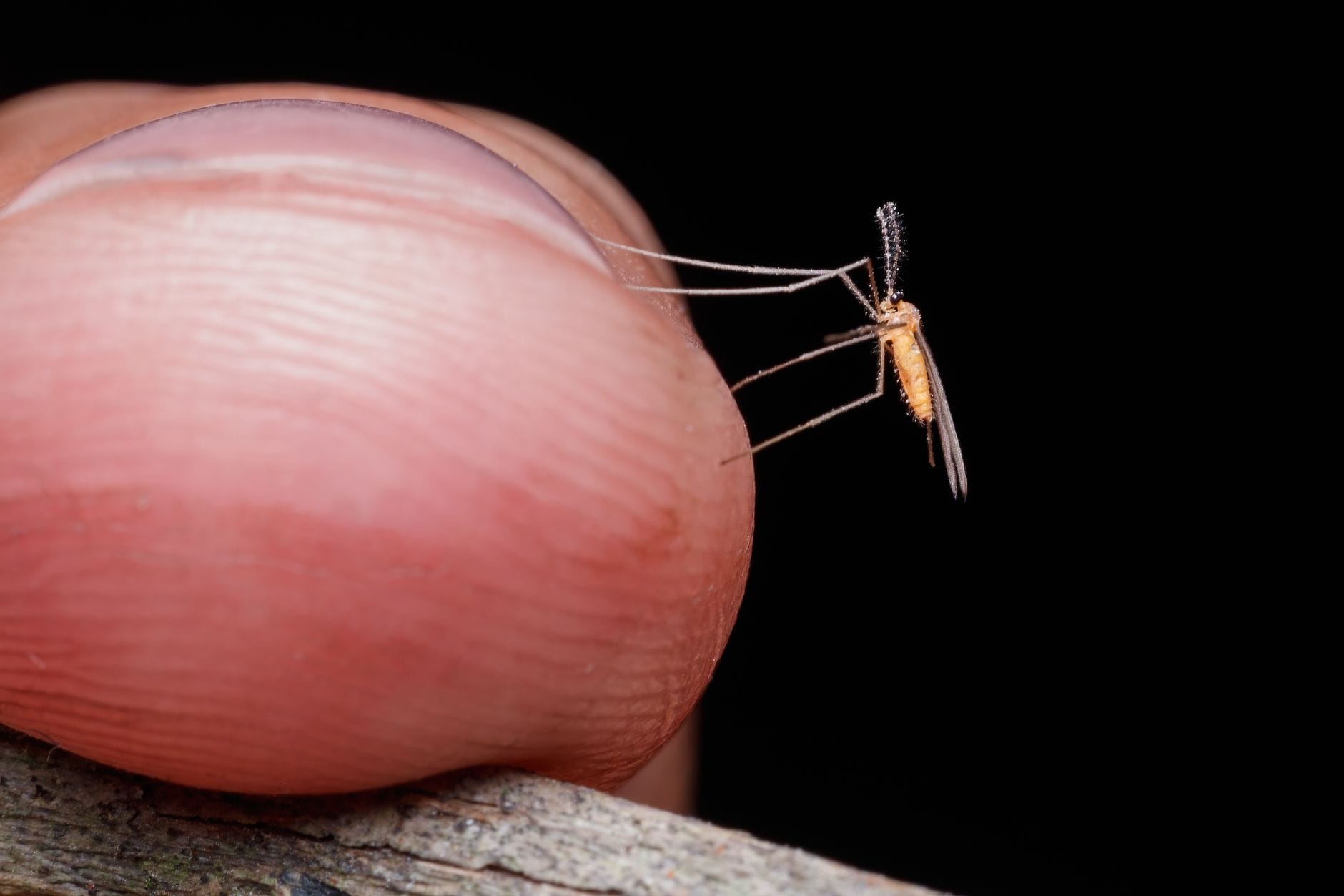 8 Home Remedies That Take the Sting Out of Bug Bites (Most Are Already in Your Kitchen)