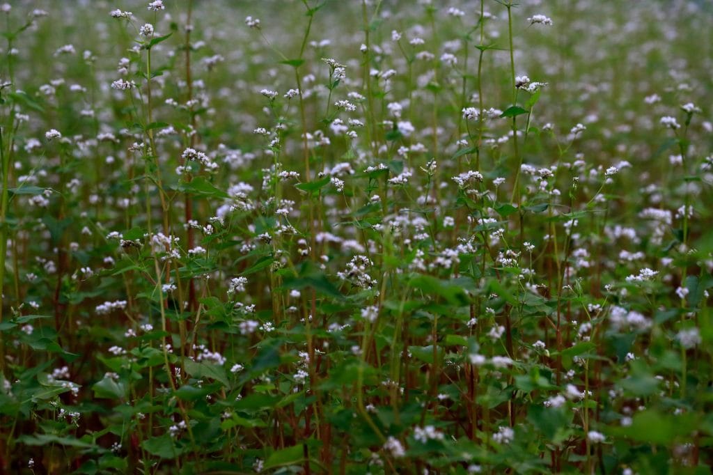 Buckwheat Tea Benefits: A Gentle, Caffeine-Free Brew Backed by Science