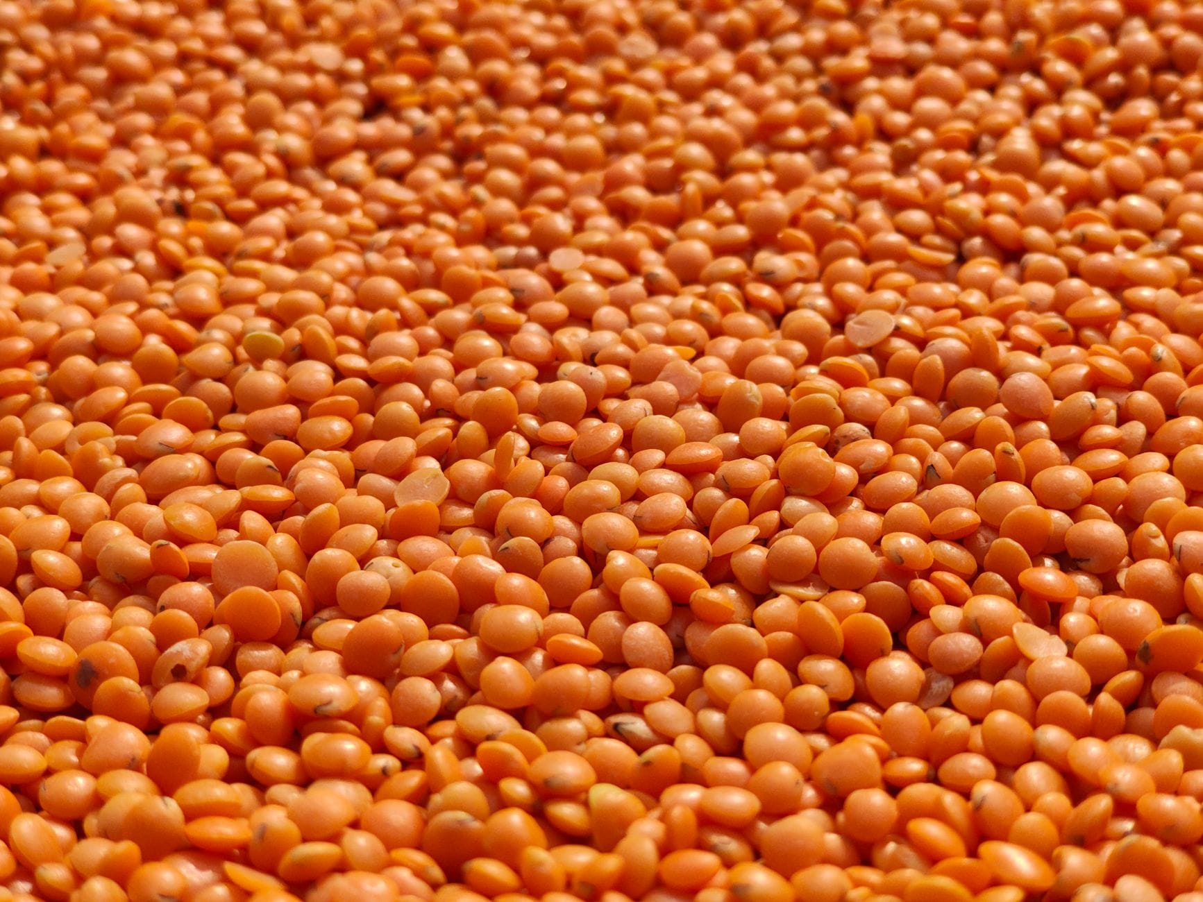 dried beans and lentils