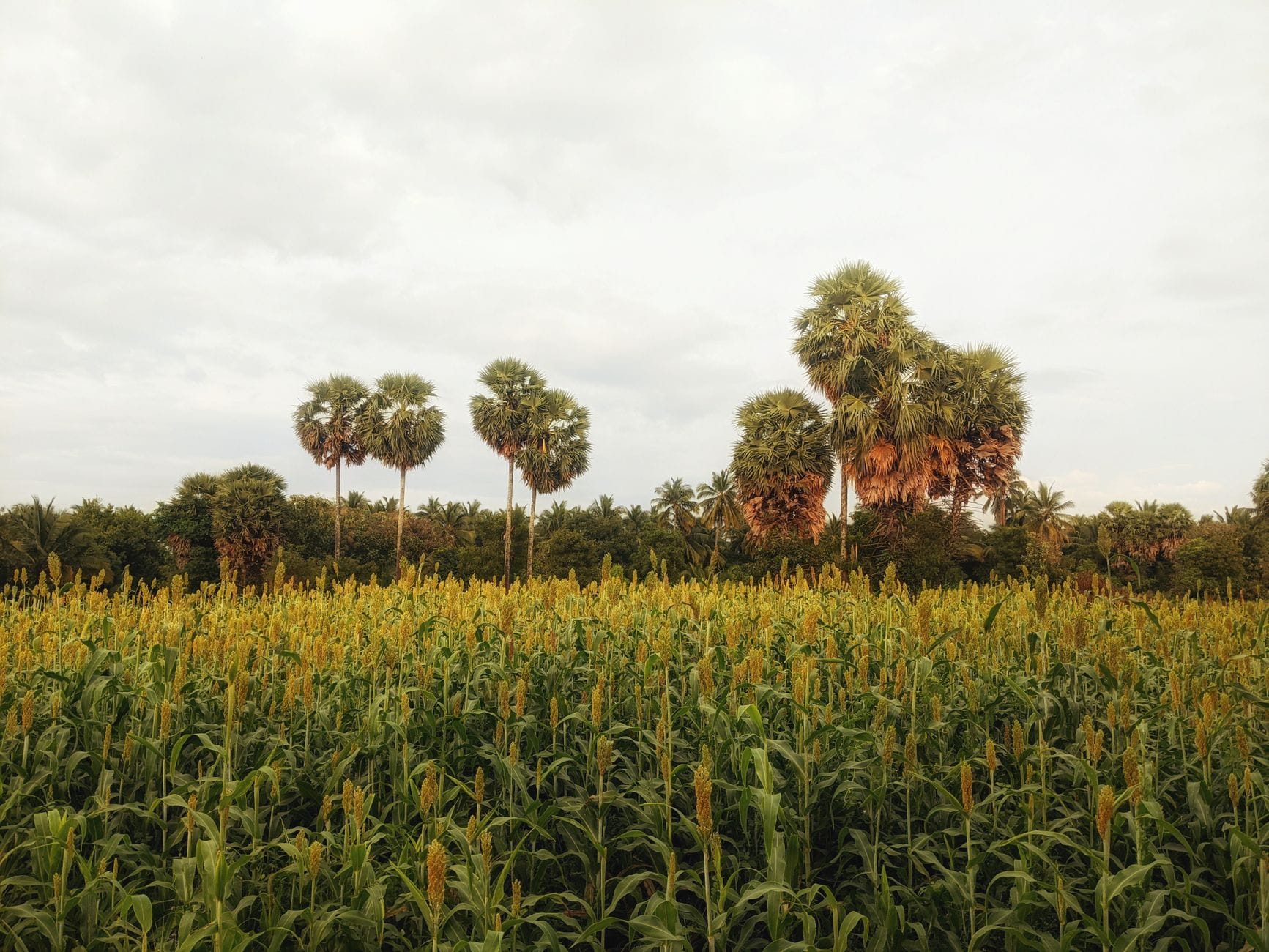 Types of Sorghum
