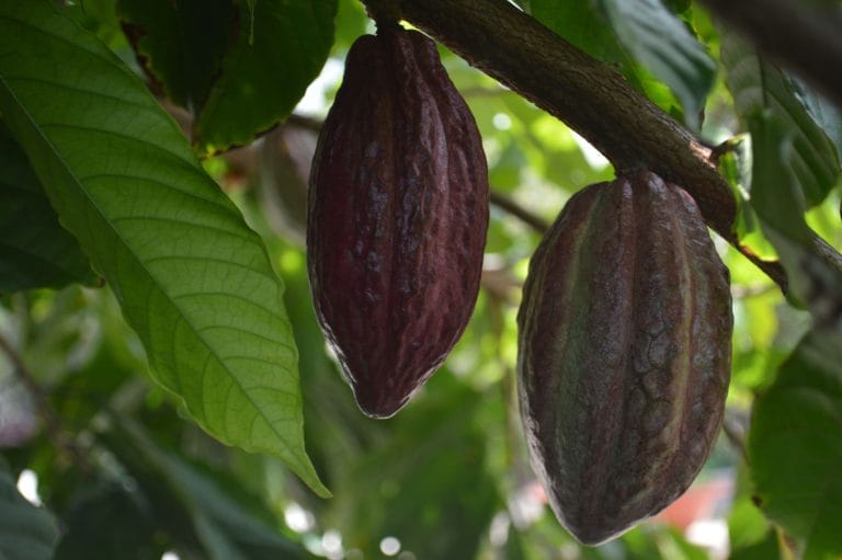 Amazing Benefits of Cacao for Skin, Hair, and Health