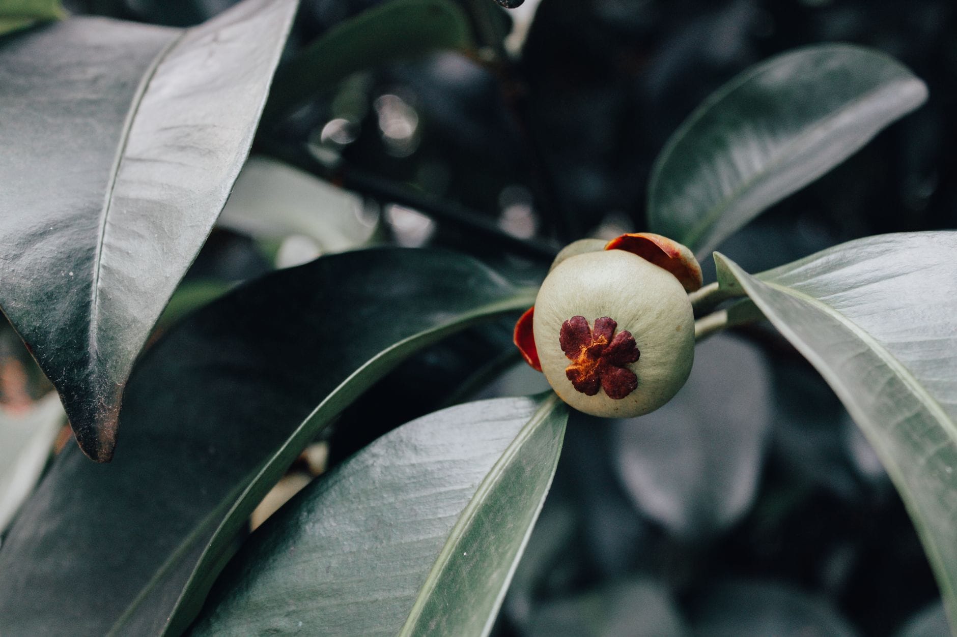 8 Science-Backed Benefits of Mangosteen, the Queen of Tropical Fruits