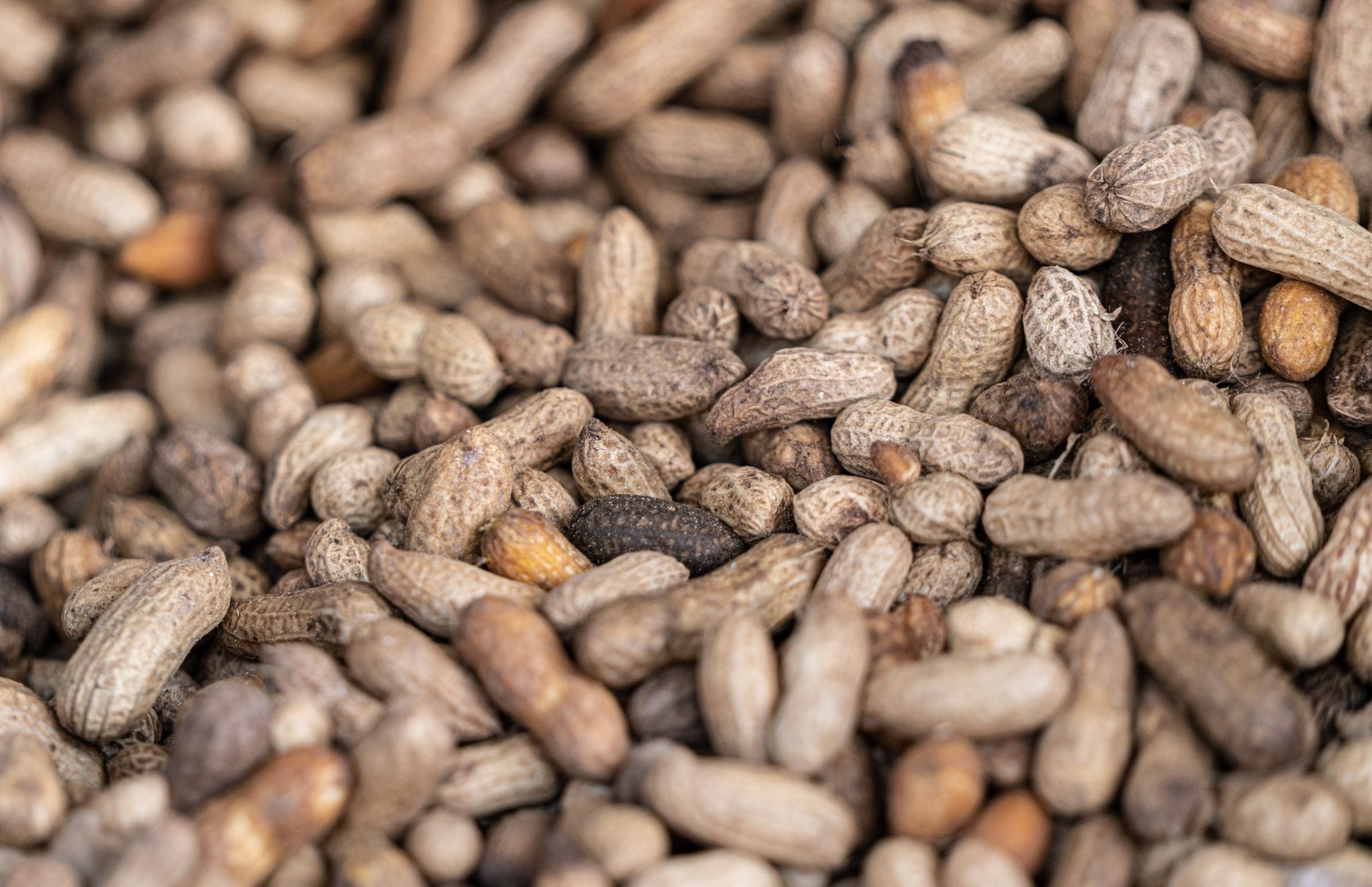 fresh peanuts shells