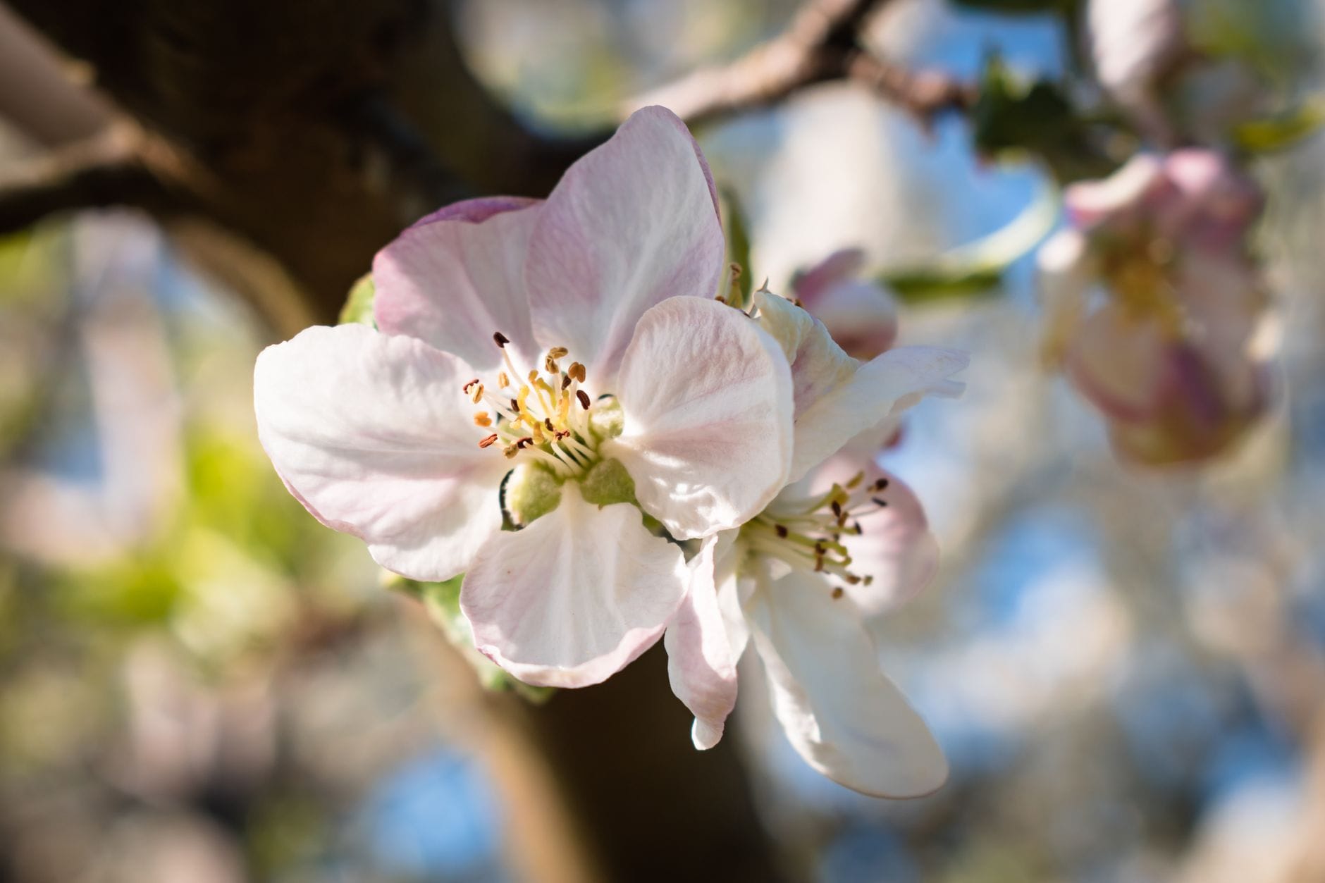 Pink and white crab apple blossoms covering a tree branch in spring