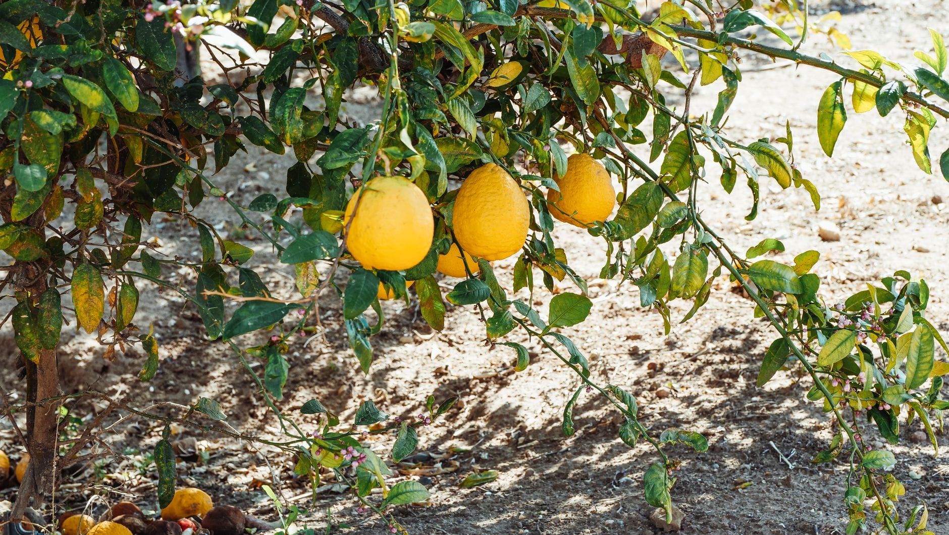 How to Cook With Meyer Lemons and Make the Most of Their Short Season