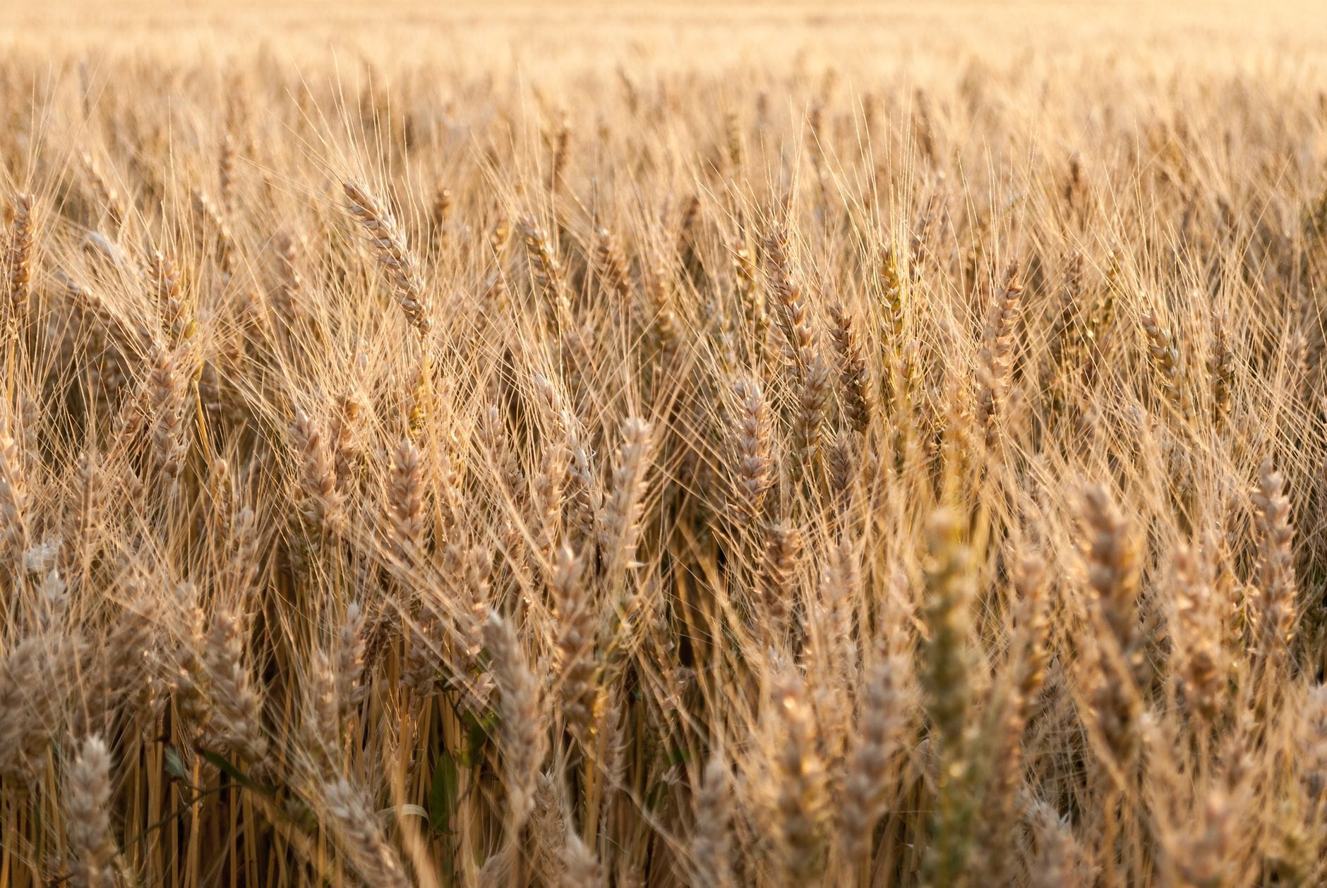 Ripe golden wheat stalks bending in a sunlit field