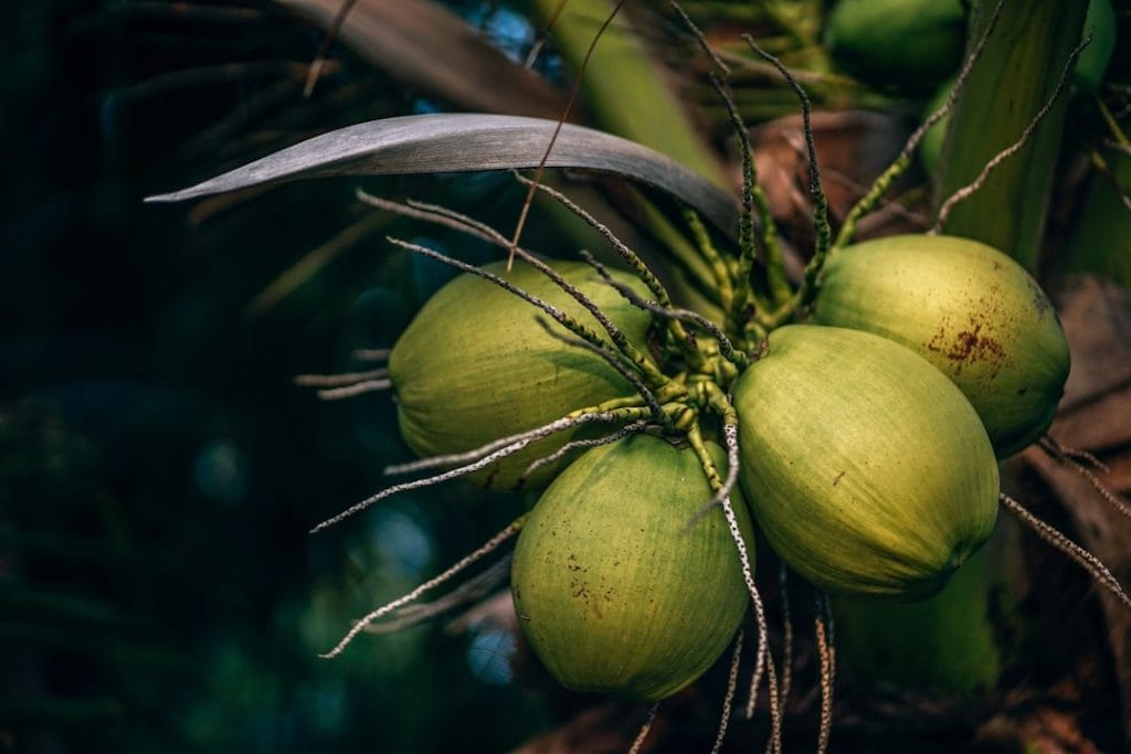 How Coconut Water Helps You Lose Weight: 7 Science-Backed Reasons