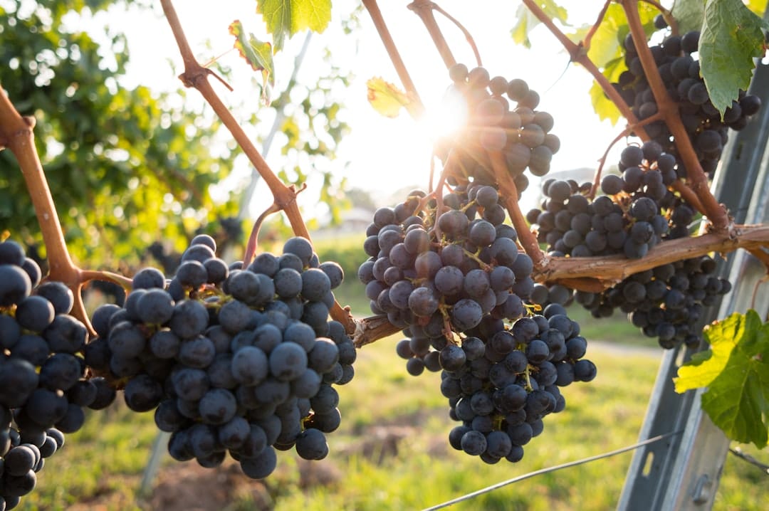 ripe grapes on vine