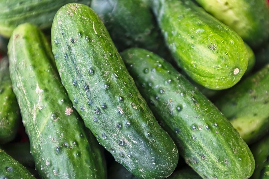 Fresh Kirby cucumbers, garlic, and dill arranged on a kitchen counter