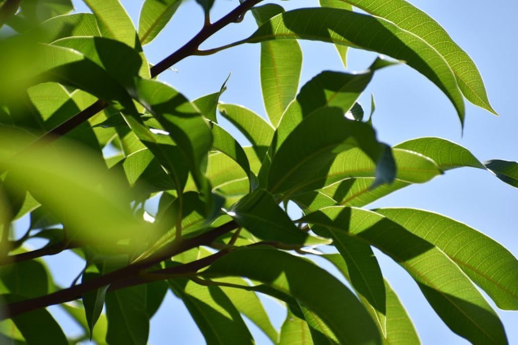 Mango Leaves: 10 Surprising Health Benefits and Everyday Uses