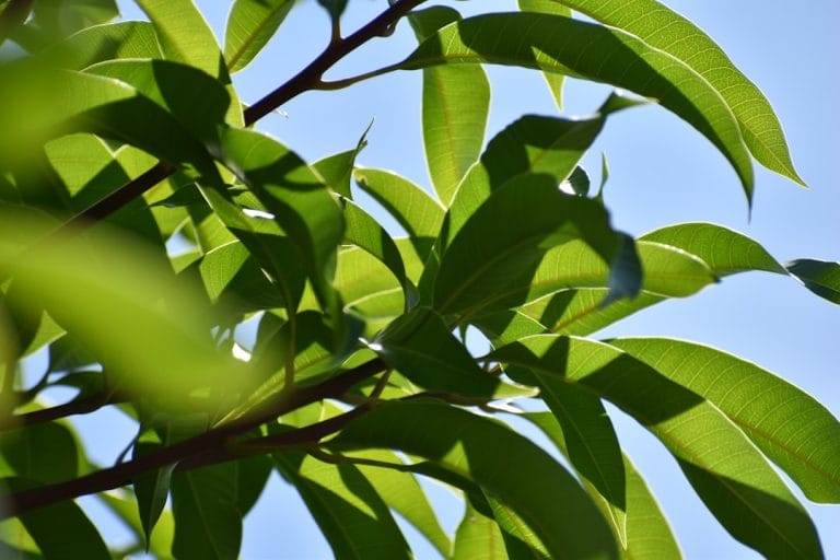 Mango Leaves: 10 Surprising Health Benefits and Everyday Uses