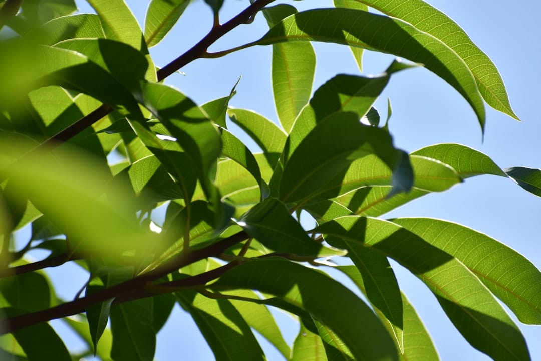 Mango Leaves: 10 Surprising Health Benefits and Everyday Uses