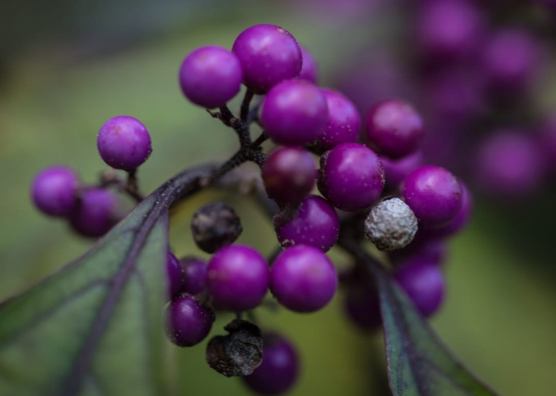 Maqui Berry: 7 Science-Backed Reasons to Try This Purple Superfruit