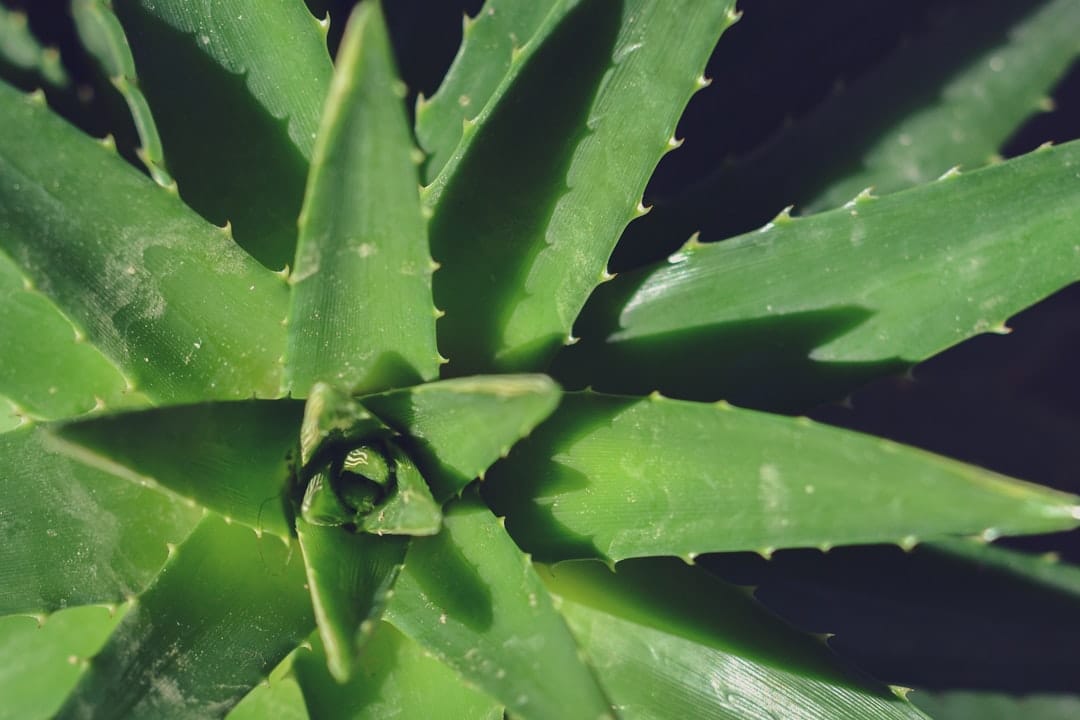 aloe vera plant gel
