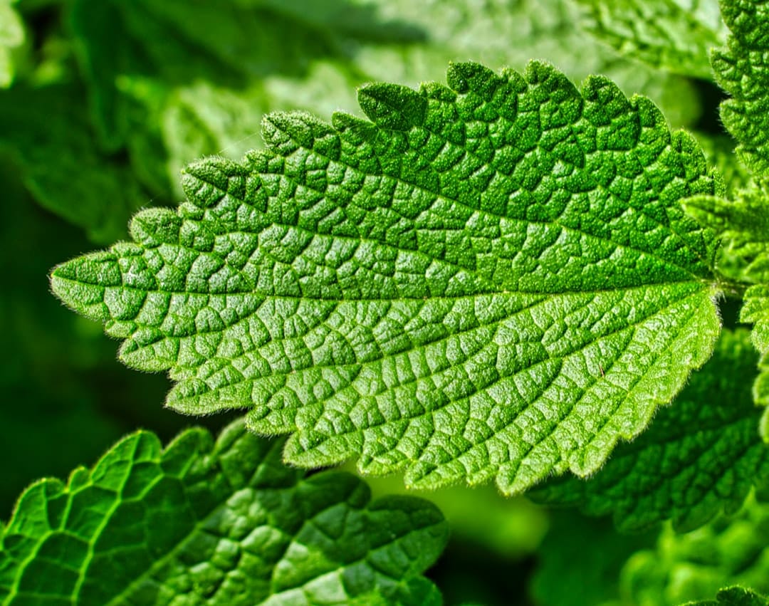 Broad fuzzy green patchouli leaves growing on a leafy garden plant