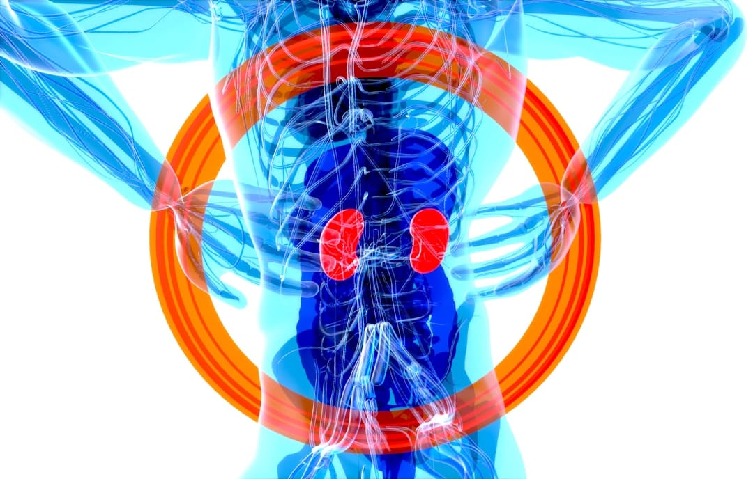 Foods to Keep Your Kidneys Healthy: What to Eat for Better Renal Function