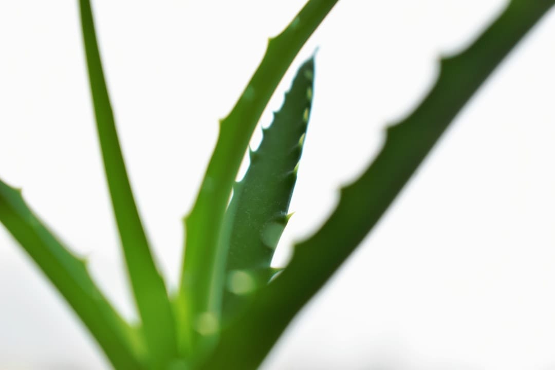 aloe vera leaves