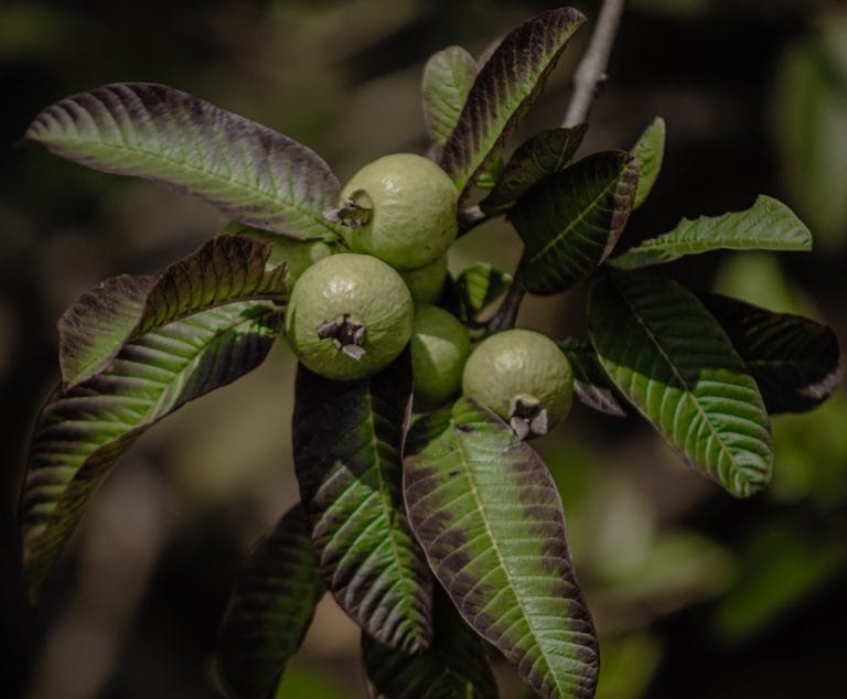 Benefits of Guava Leaves for Skin, Hair, and Health: What the Research Says