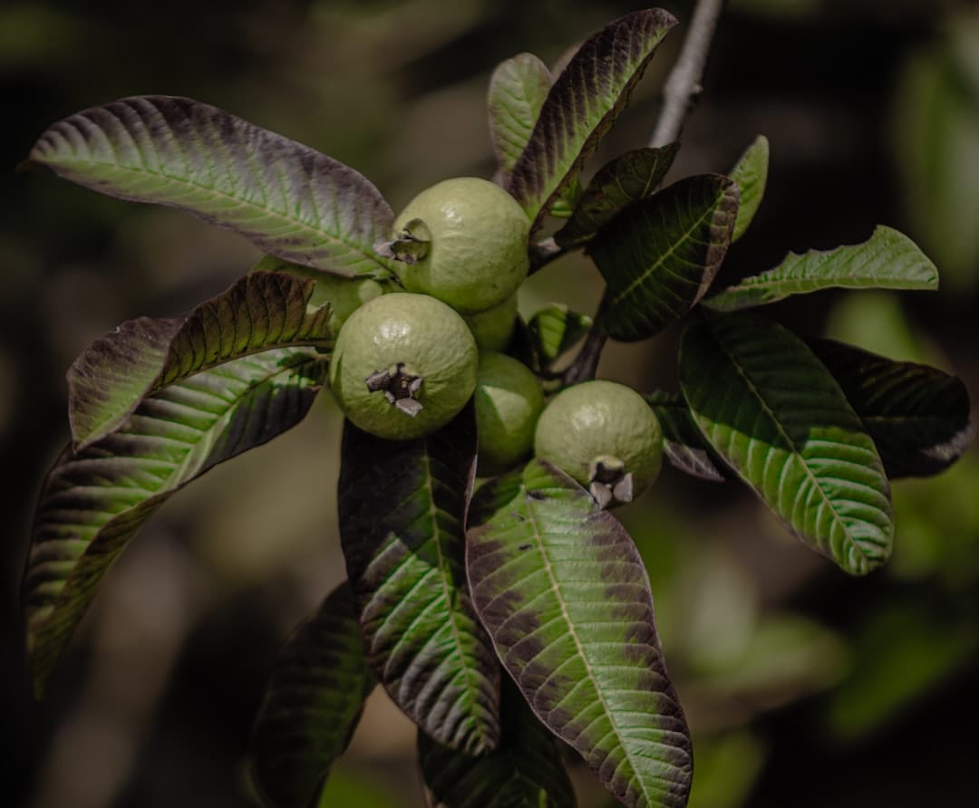 Benefits of Guava Leaves for Skin, Hair, and Health: What the Research Says