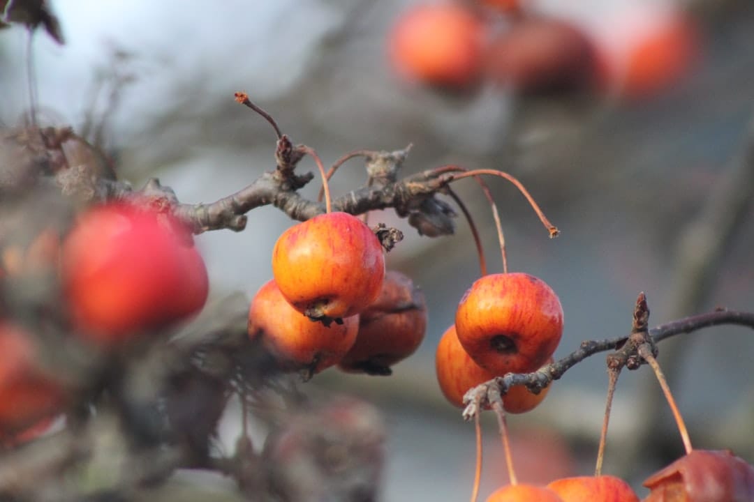 Clusters of tiny red crab apples hanging on a leafy tree branch