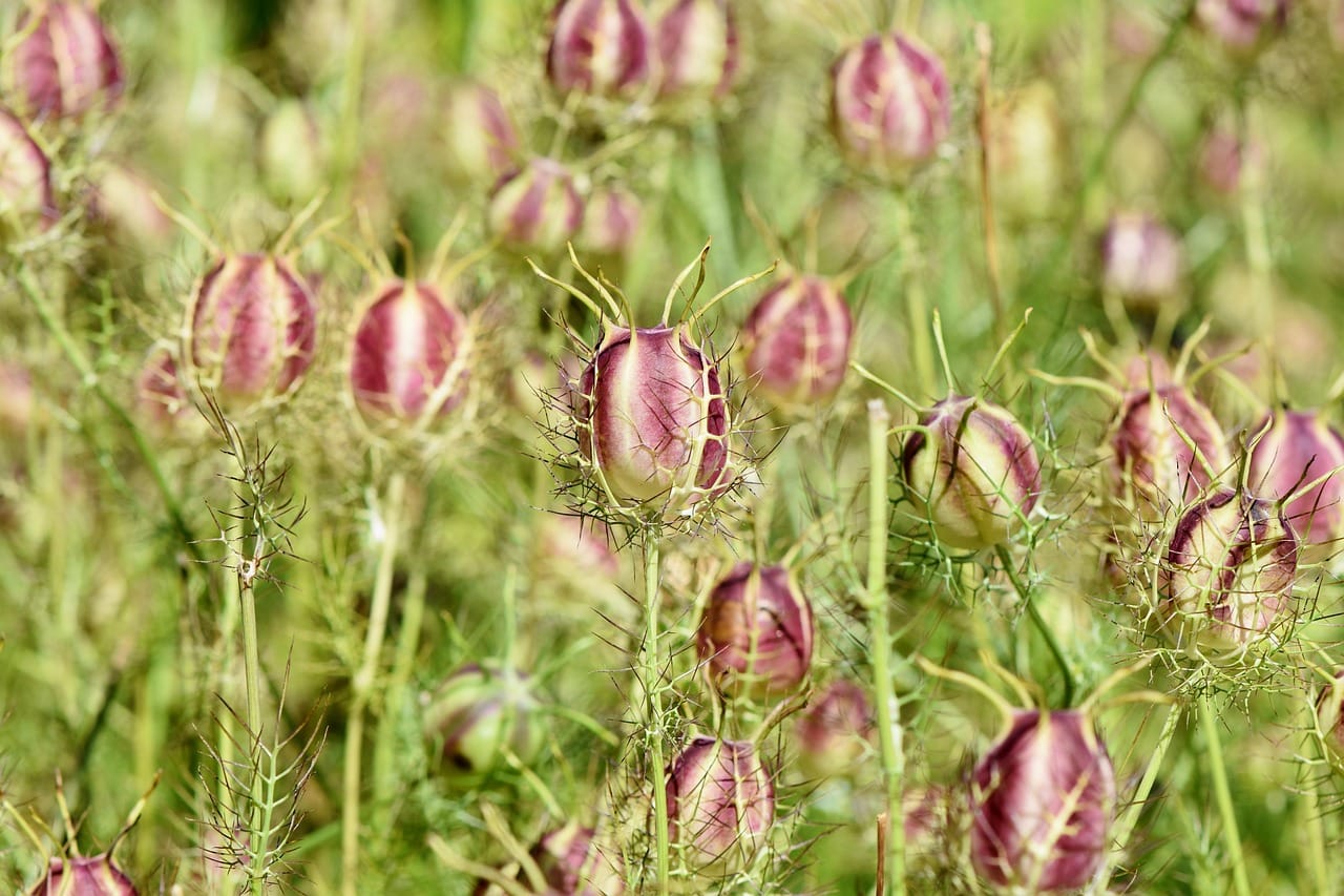 Delicate white cumin flowers blooming on green plants in a sunlit field