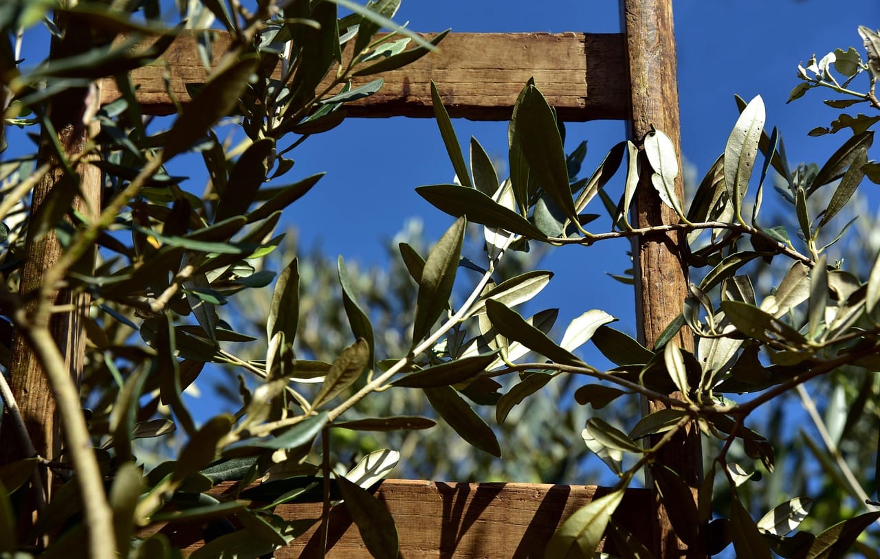 Clusters of green and black olives hanging on a sunlit tree branch