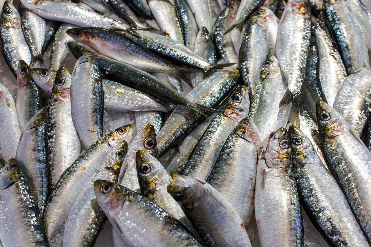 Rows of glossy silver sardines resting on crushed ice at a fish market