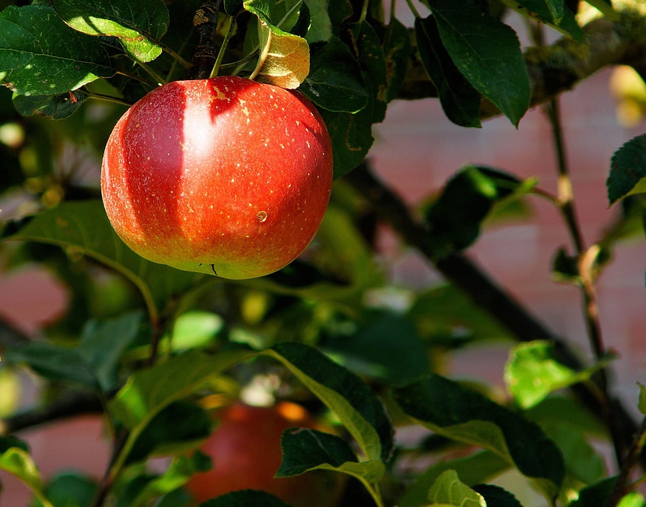 Ripe red apples hanging on a leafy tree branch in daylight