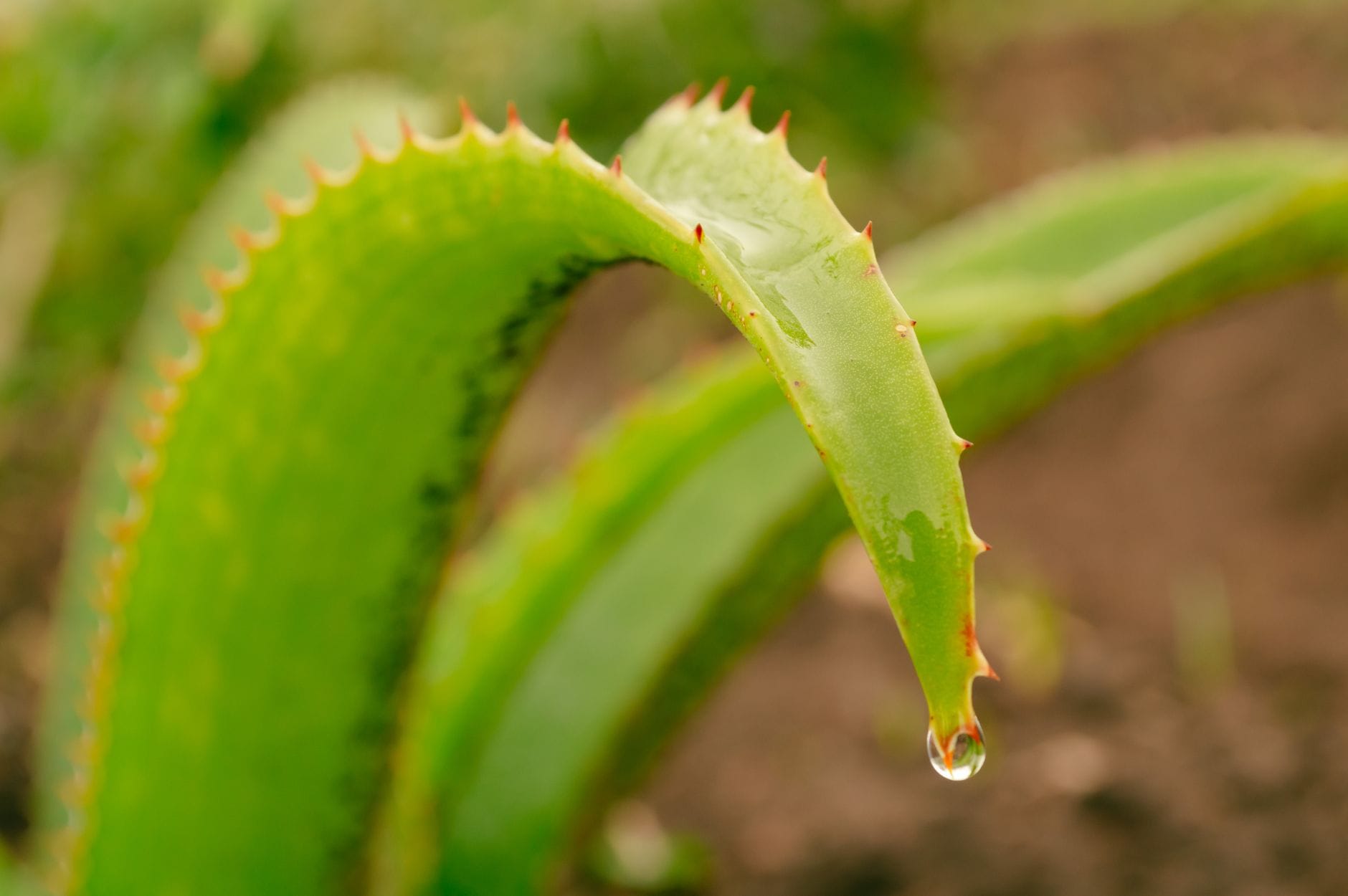 Fresh aloe vera leaf cut open showing clear soothing gel inside