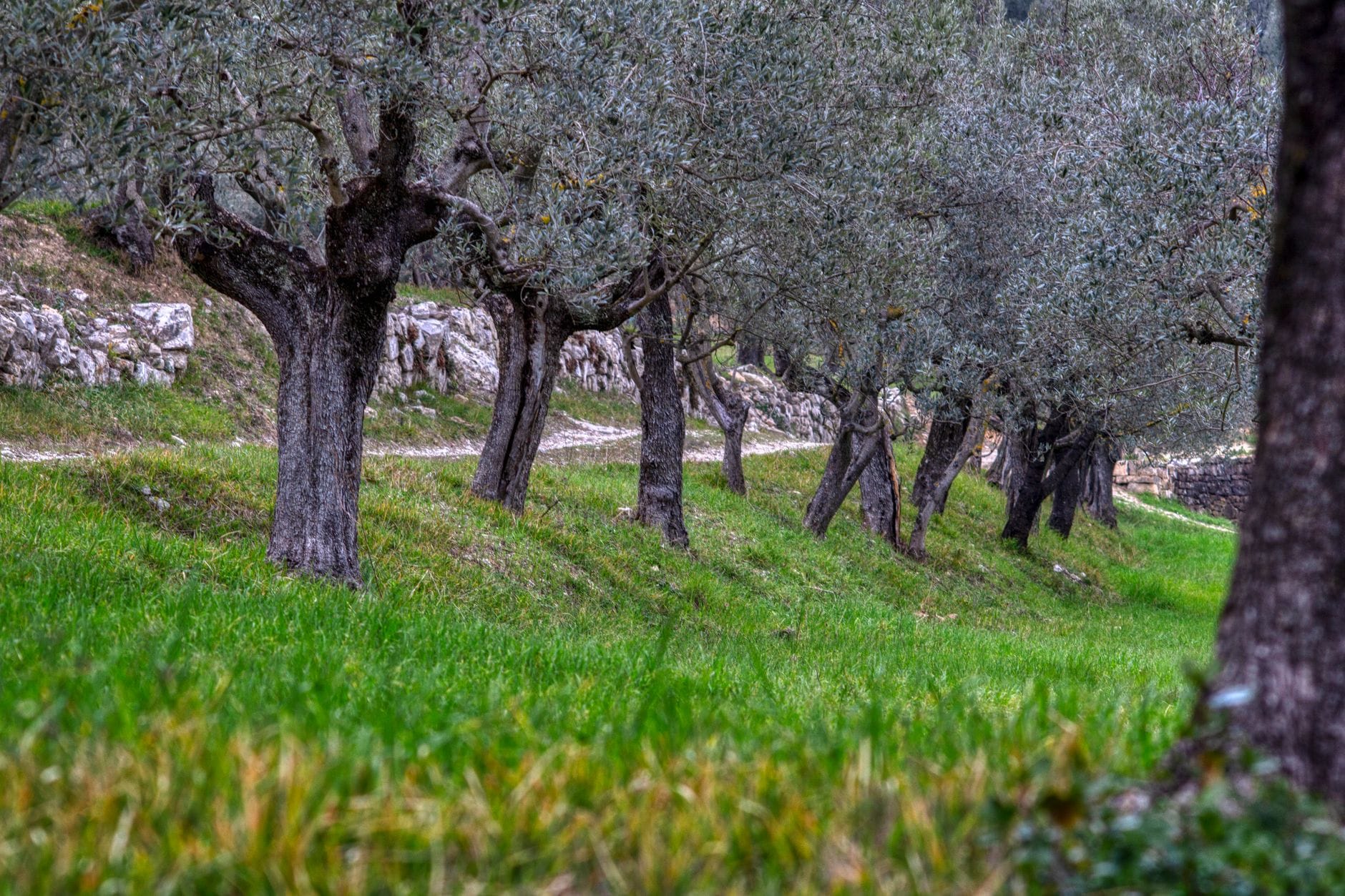 Rows of silvery olive trees in a sunlit Mediterranean grove