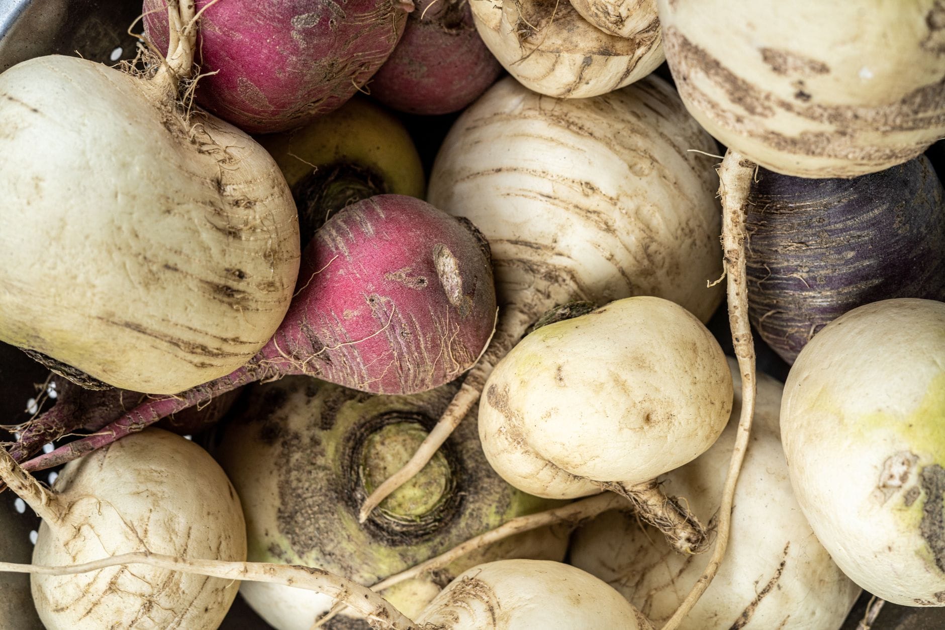 Whole rutabaga roots with purple tops and yellow skin on a rustic wooden table