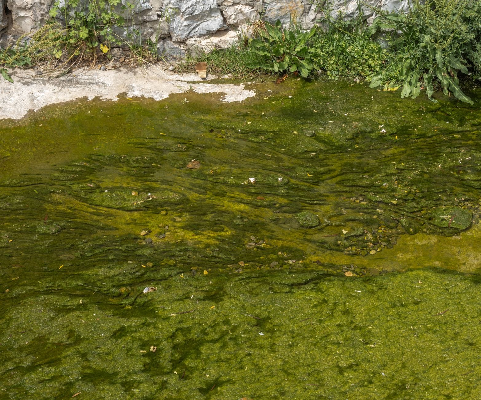 vivid green algae blooming across the surface of still water