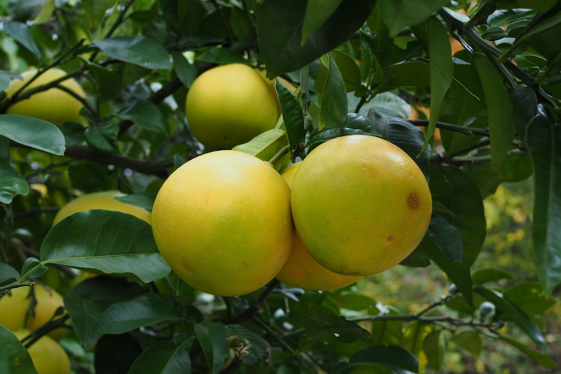 Green and yellow pear-shaped citrus fruits growing on a leafy branch