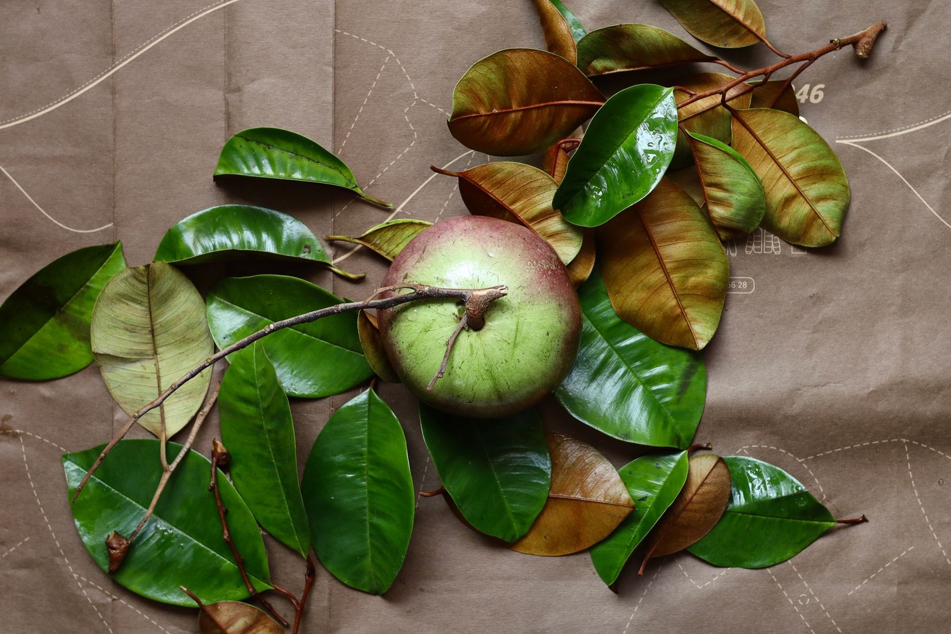 Glossy green leaves on a tropical star apple tree branch