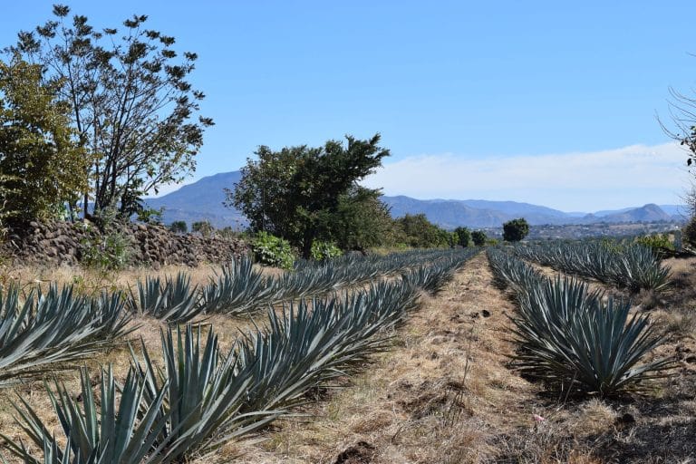 Rows of spiky blue agave plants growing across a sunlit Mexican field