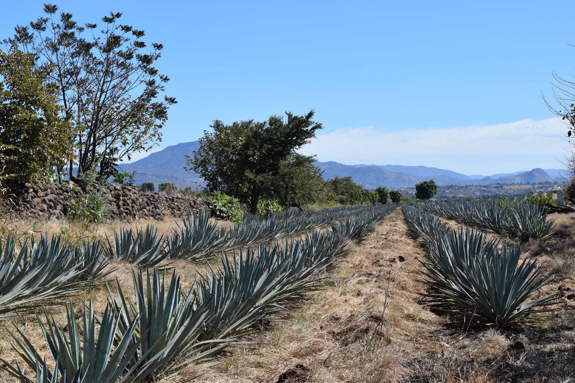 Rows of spiky blue agave plants growing across a sunlit Mexican field