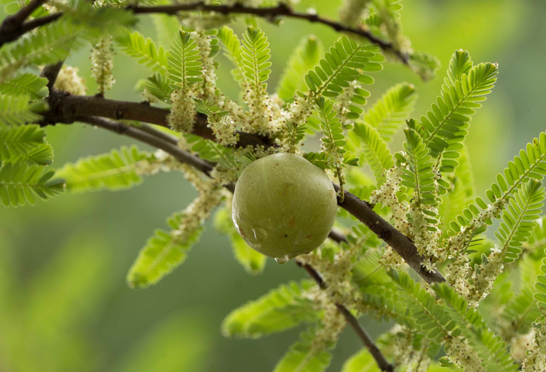 Green amla berries piled in a wooden bowl on a table